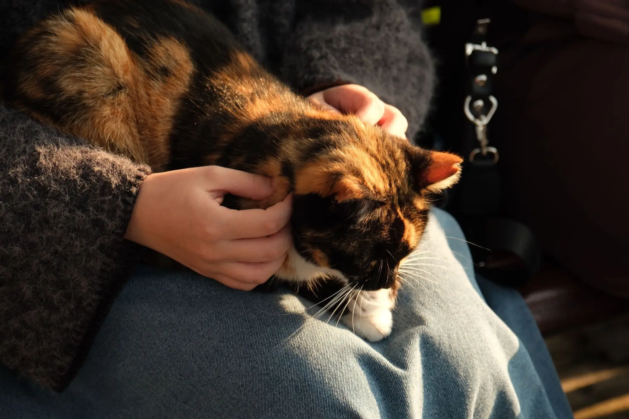 Mains caressant doucement un chat tricolore blotti sur les genoux de sa maîtresse au soleil