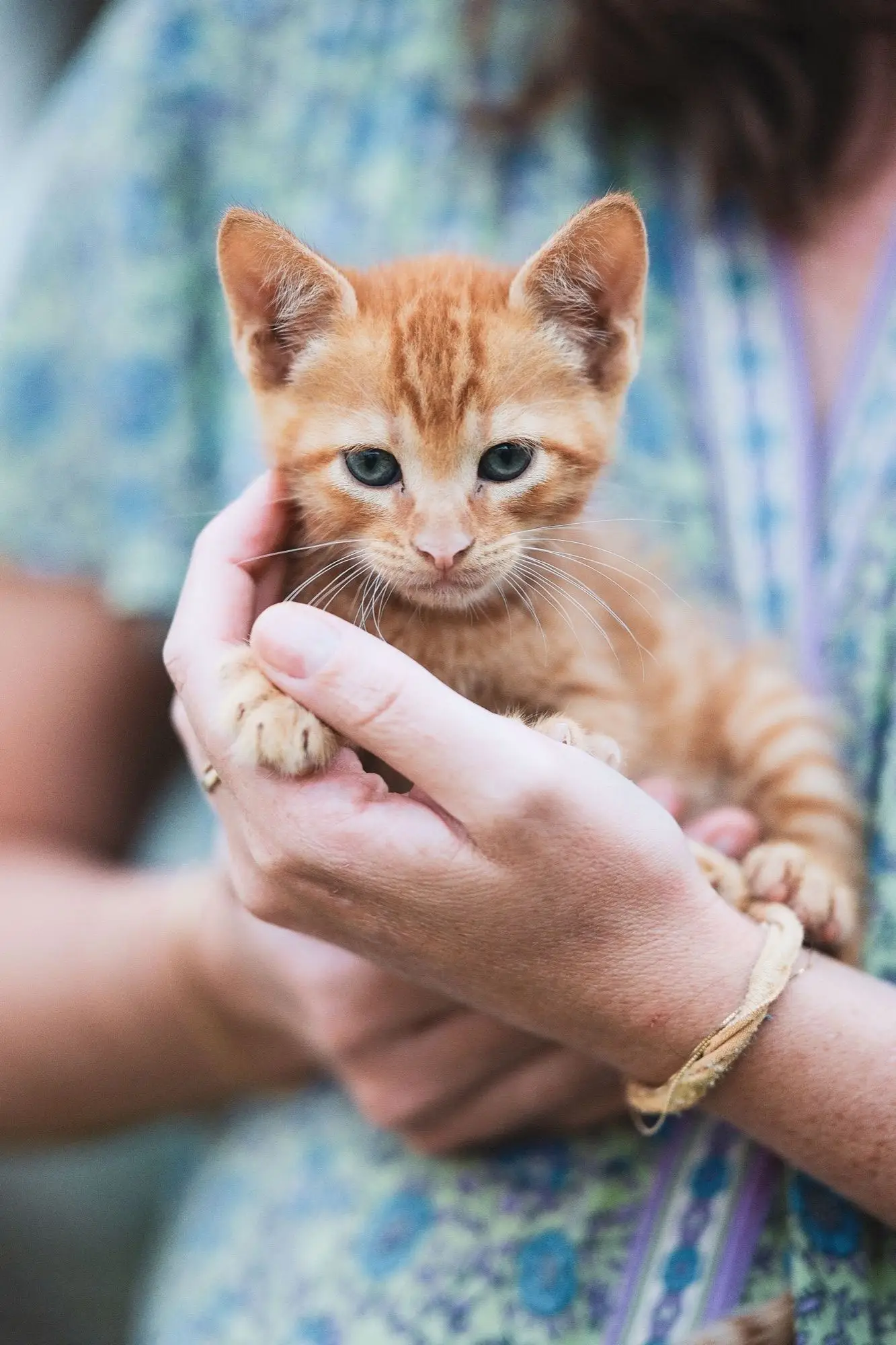 Mains tenant délicatement un petit chaton roux aux grands yeux contre une robe fleurie