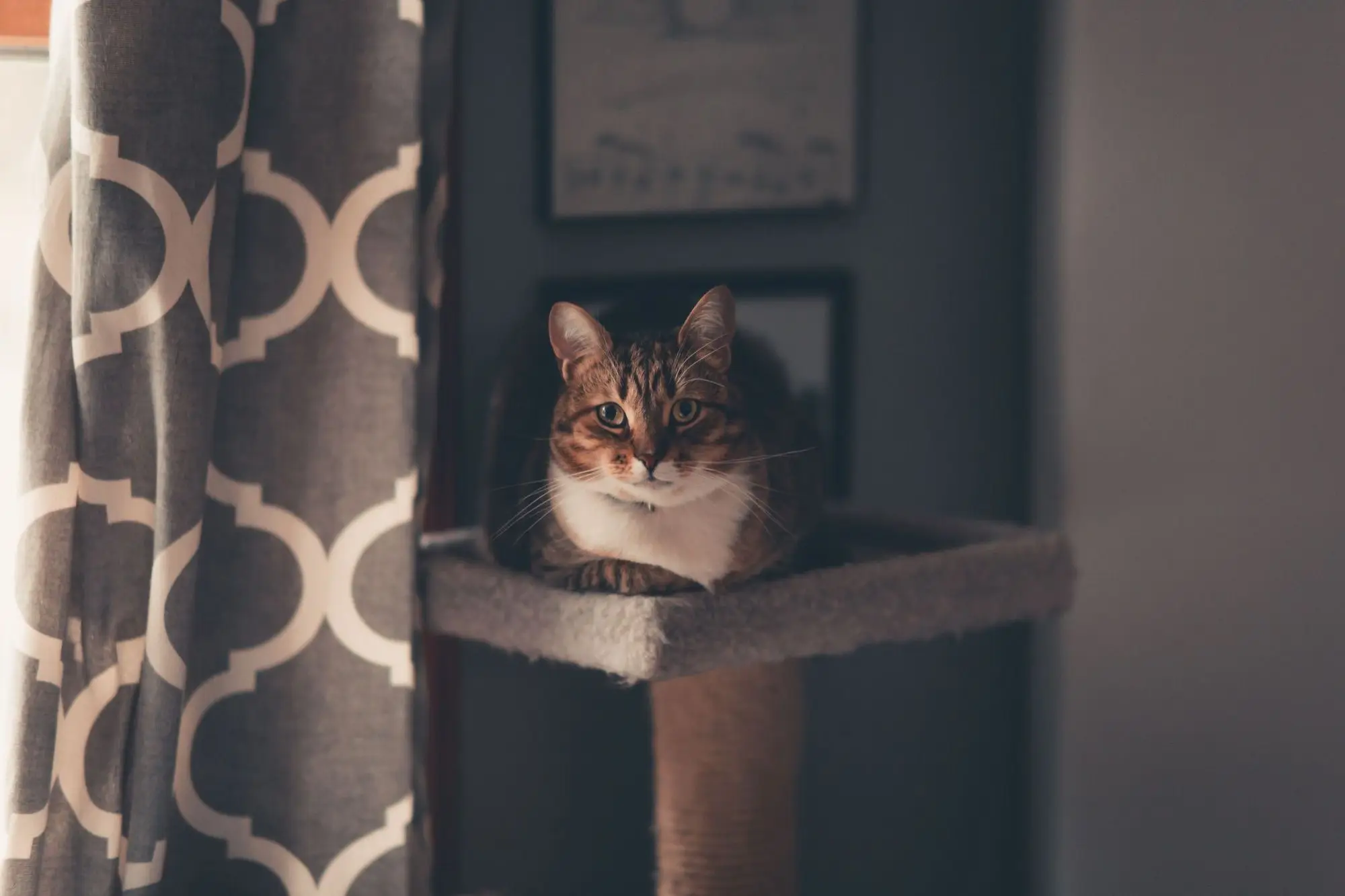Chat tigré installé sur la plateforme d'un arbre à chat près d'un rideau à motifs