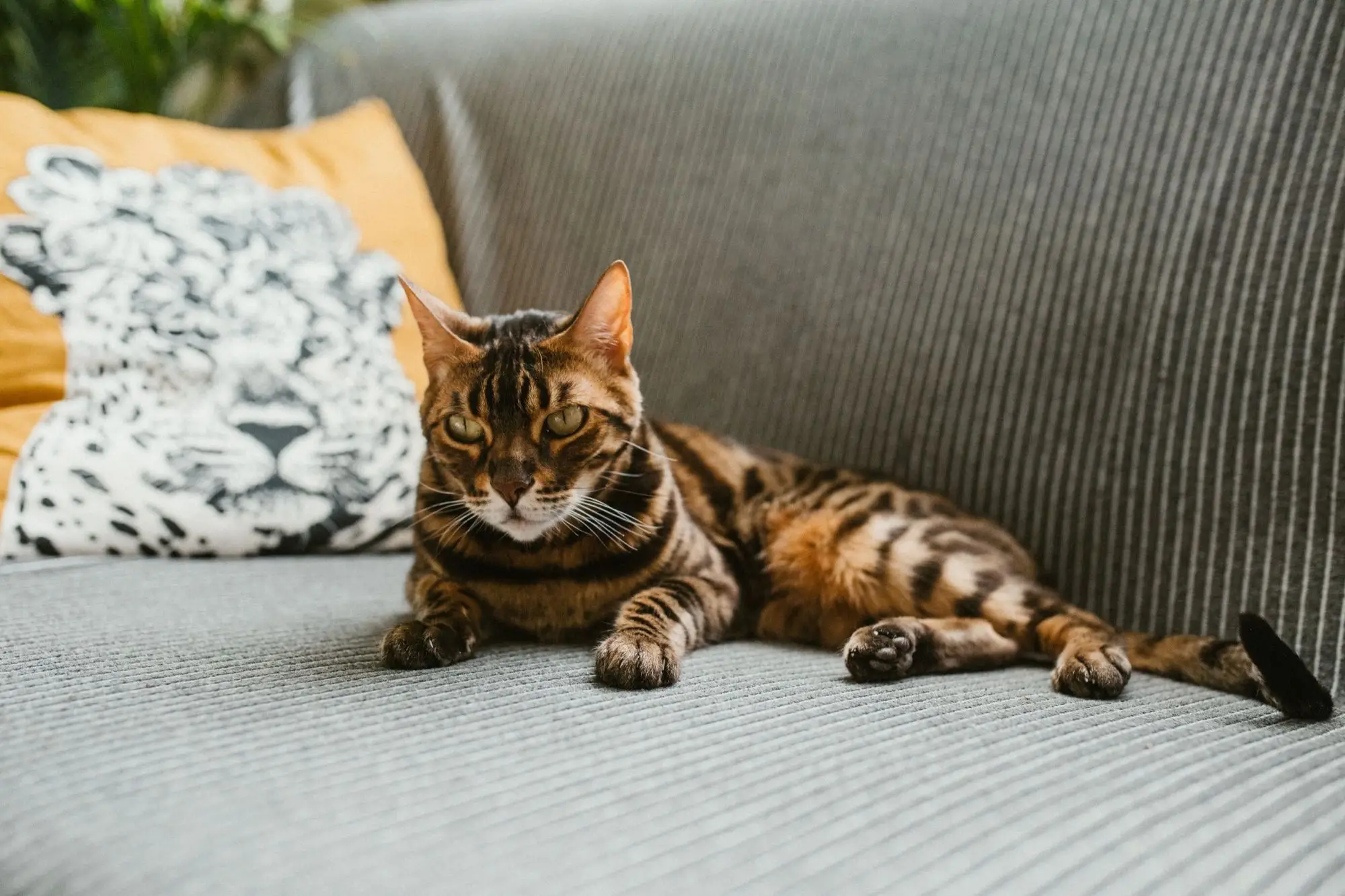 Chat Bengal au pelage tacheté allongé sur un canapé gris près d'un coussin à motif léopard