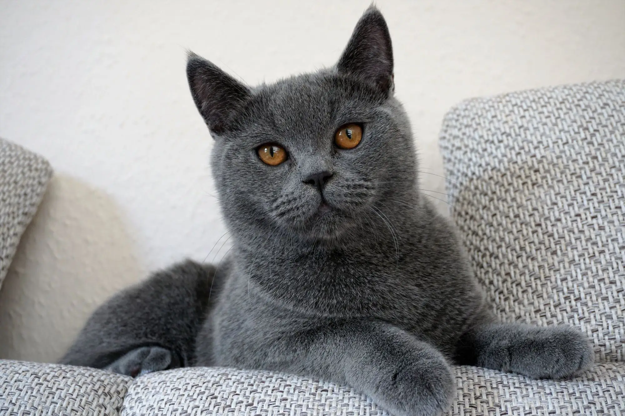 Chat British Shorthair bleu aux yeux cuivrés allongé sur un canapé en tissu clair