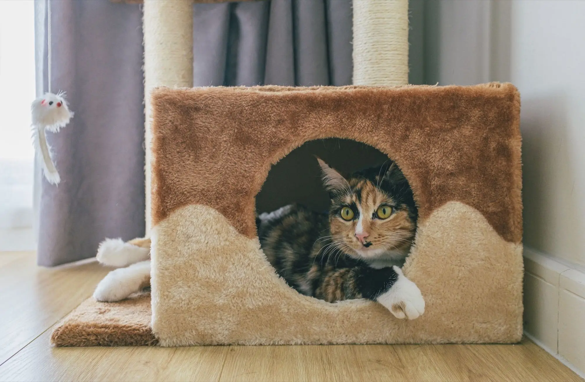 Chat tricolore installé dans la niche en peluche d'un arbre à chat posé sur un parquet clair