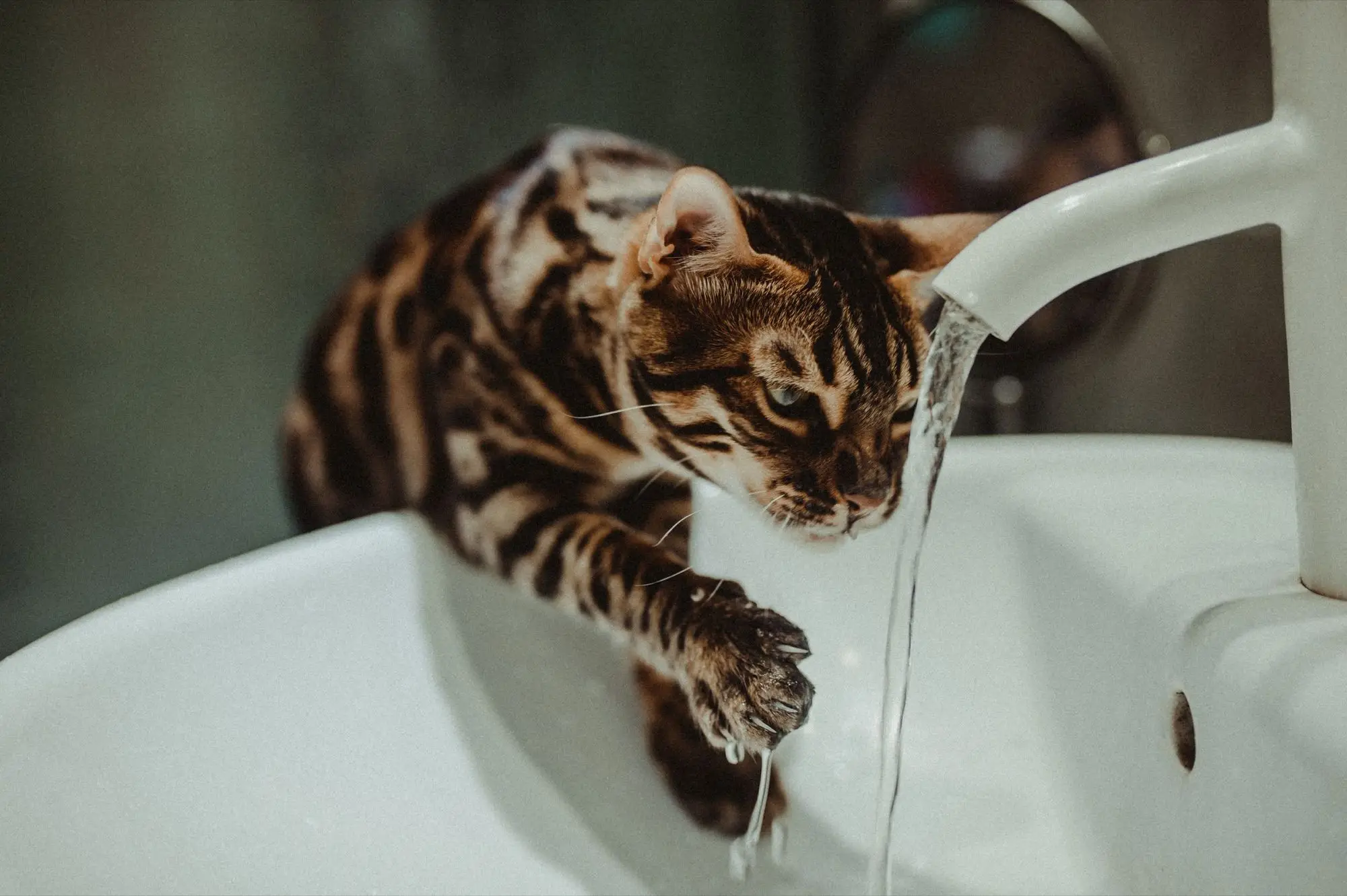 Chat Bengal buvant l'eau qui coule d'un robinet au-dessus d'un lavabo blanc