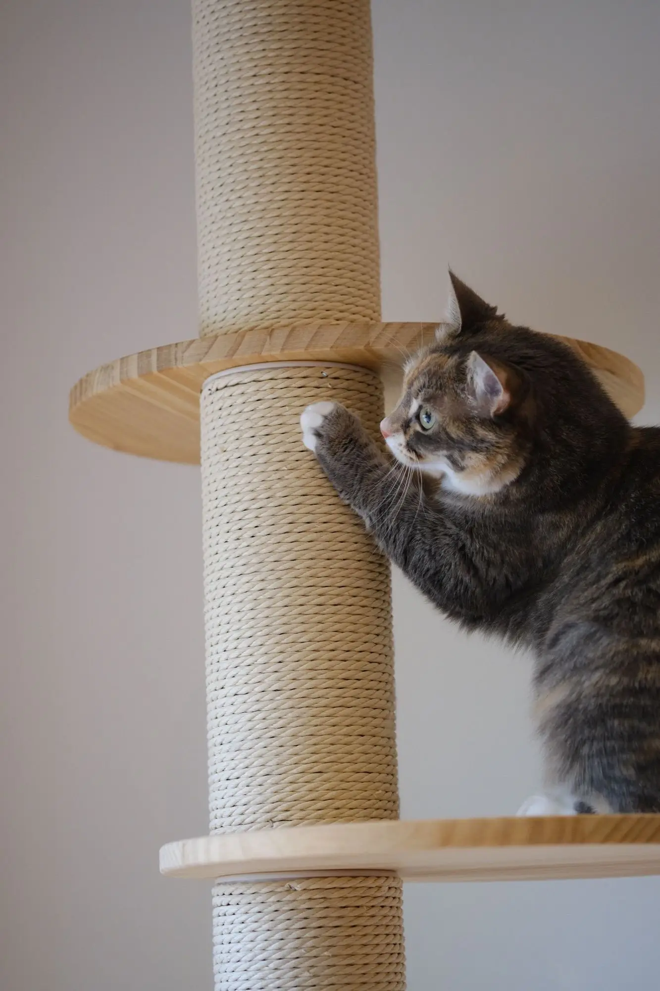 Chat tigré faisant ses griffes sur le poteau en corde de sisal d'un arbre à chat