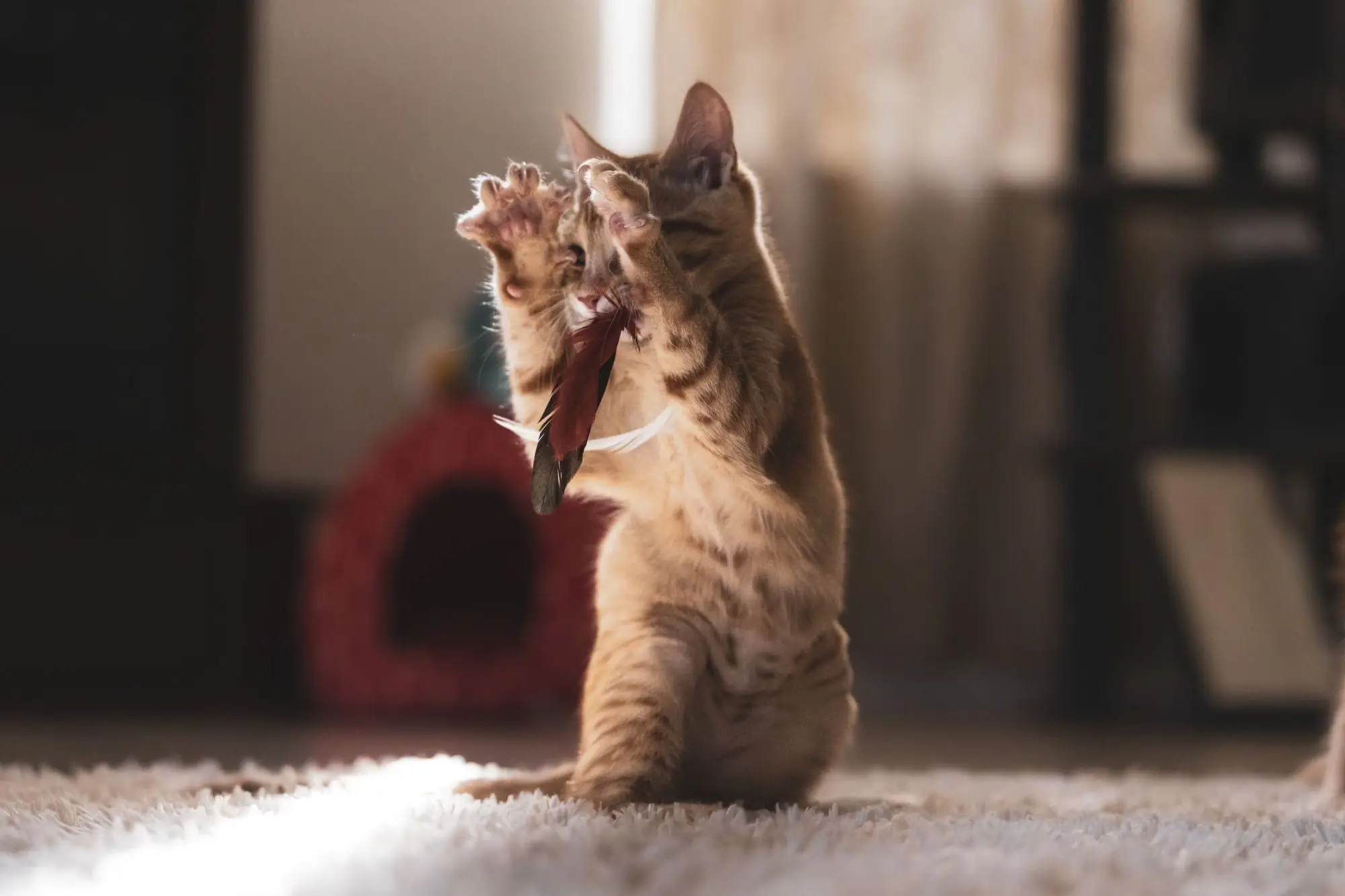 Chaton tigré dressé sur ses pattes arrière attrapant une plume dans un salon baigné de lumière chaude