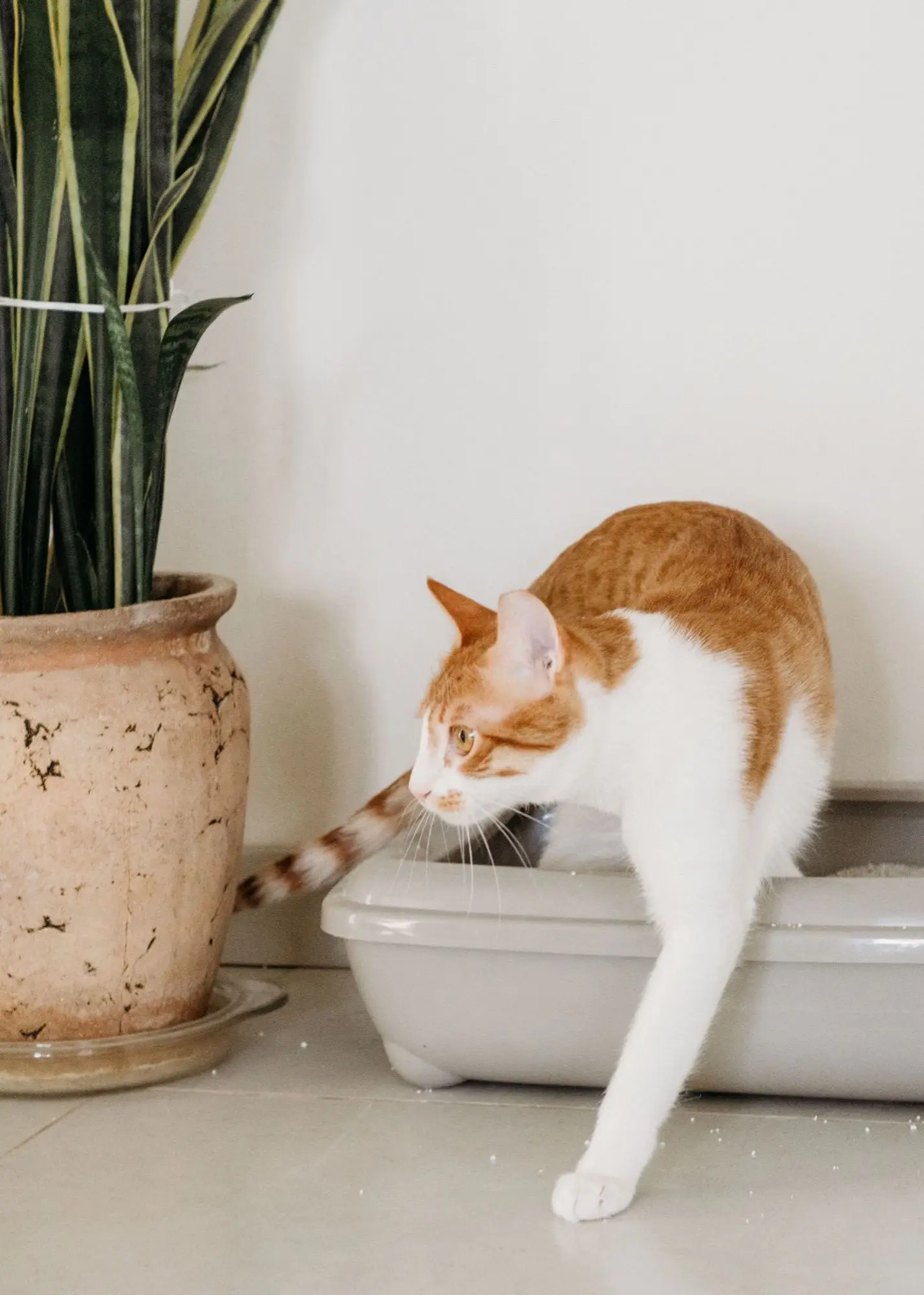 Chat roux et blanc sortant d'un bac à litière à côté d'une plante en pot