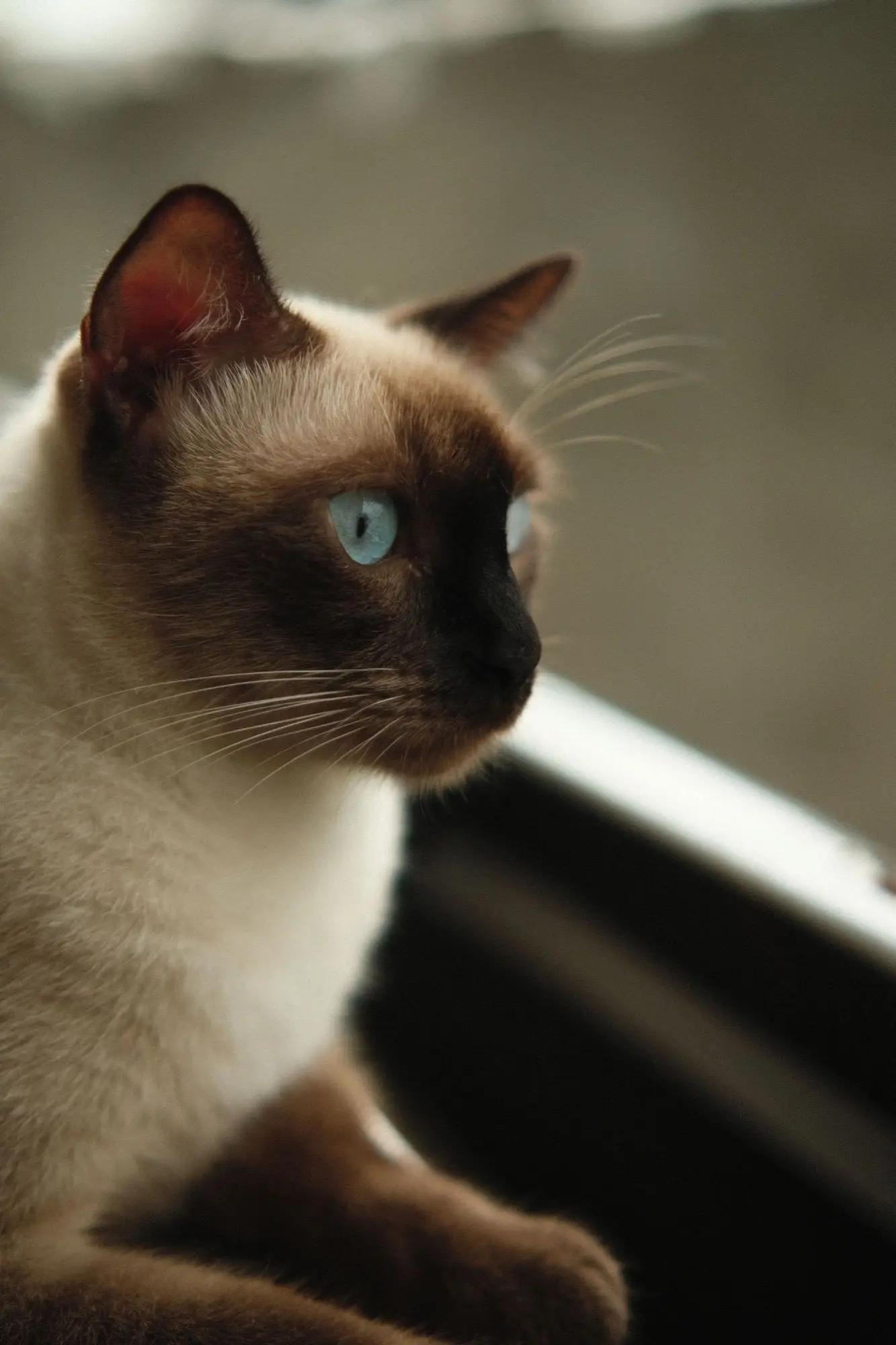 Portrait élégant d'un chat siamois aux yeux bleus regardant vers une fenêtre en lumière naturelle