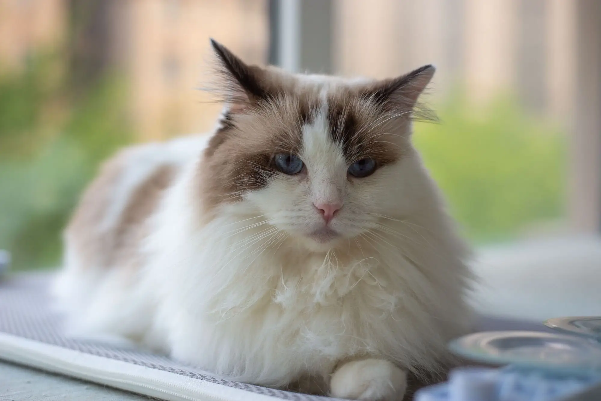 Chat Ragdoll bicolore aux yeux bleus allongé près d'une fenêtre dans une lumière douce
