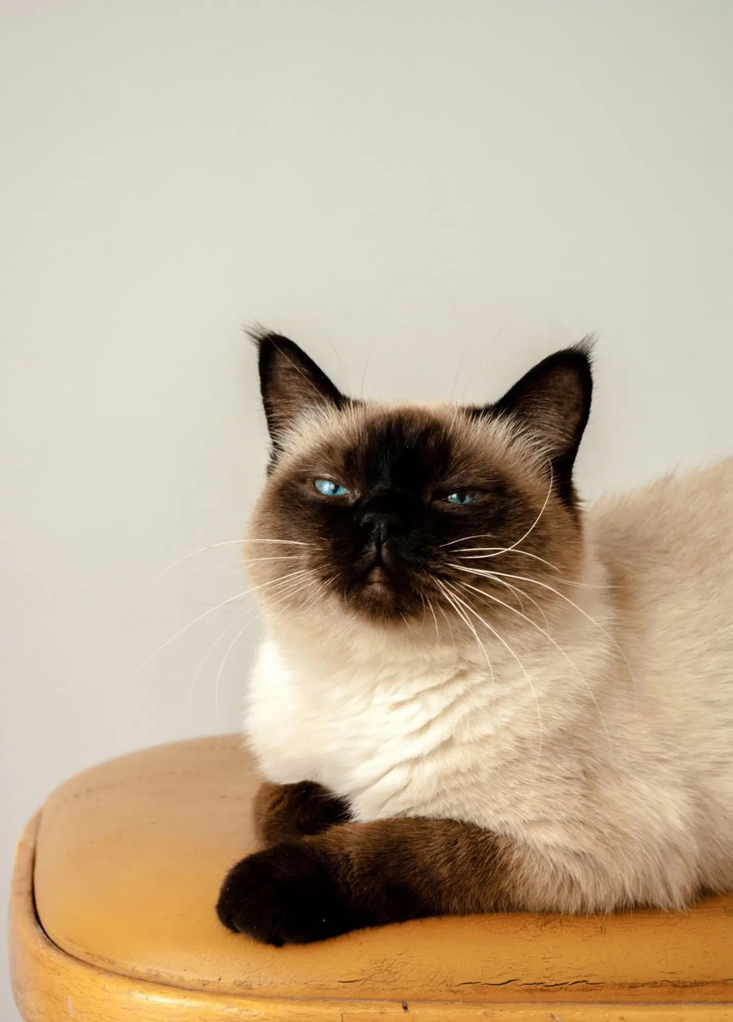 Chat Siamois aux yeux bleus et au masque brun couché sur un tabouret moutarde
