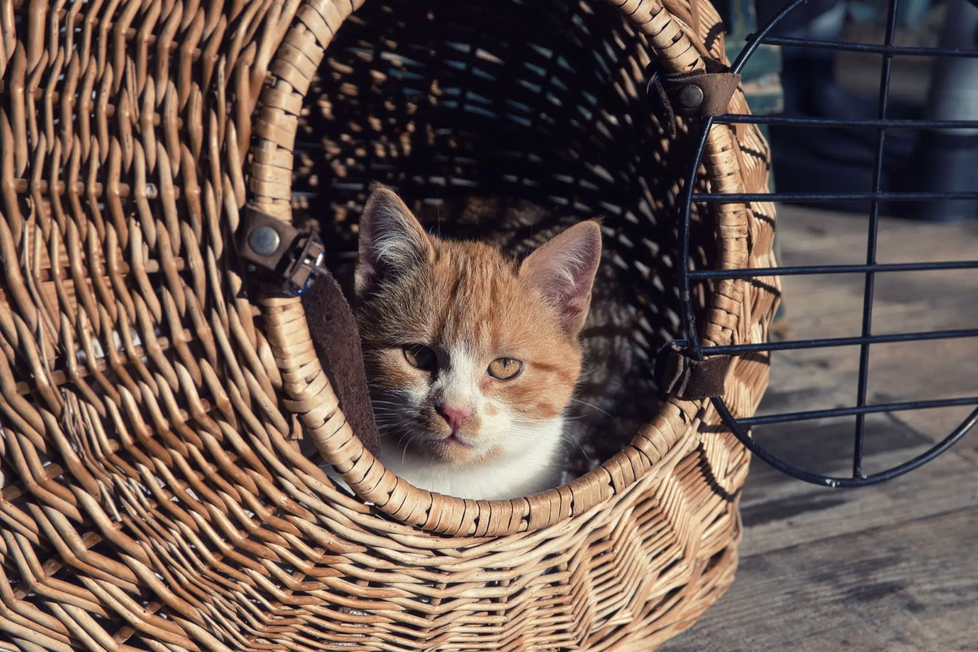 Chaton roux et blanc installé dans un panier de transport en osier à la lumière de l'après-midi